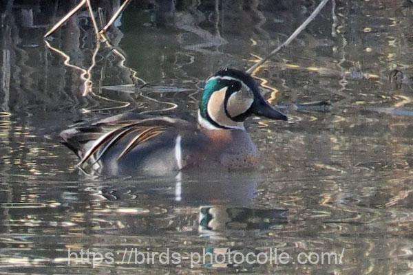トモエガモ　2026.03.17