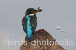 カワセミ　2026.02.14