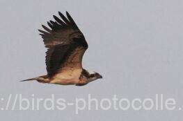 ミサゴ　2026.02.16