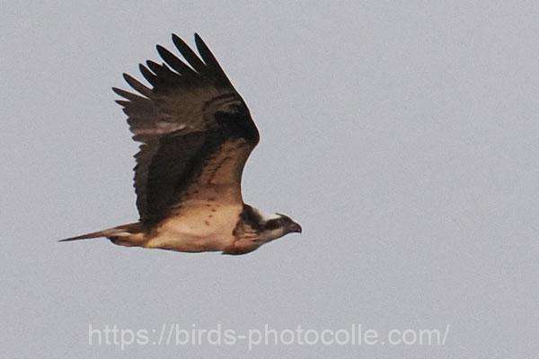 ミサゴ　2026.02.16