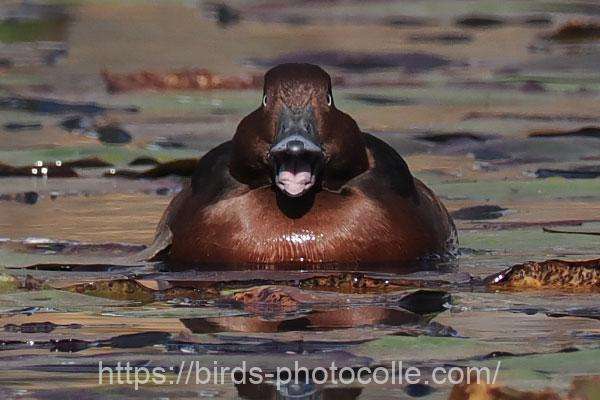 メジロガモ 2025.11.28