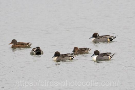オナガガモ　2023.12.12