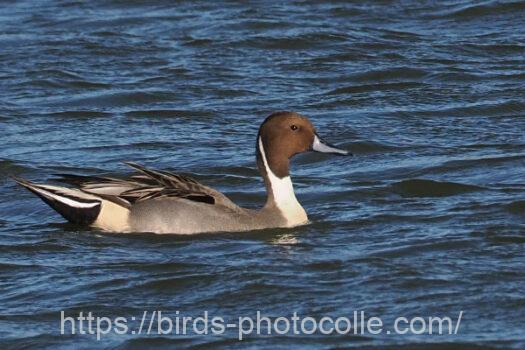 オナガガモ　2023.11.25