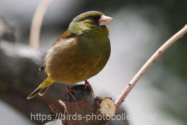 カワラヒワ　2026.03.19