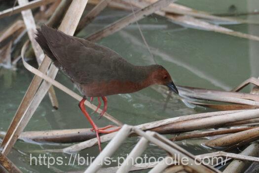 ヒクイナ　2023.08.07