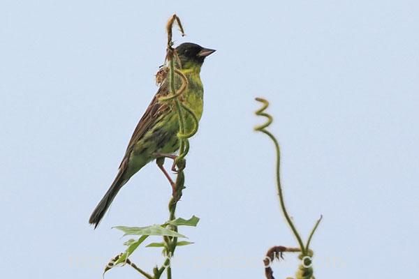 アオジ 2025.08.13