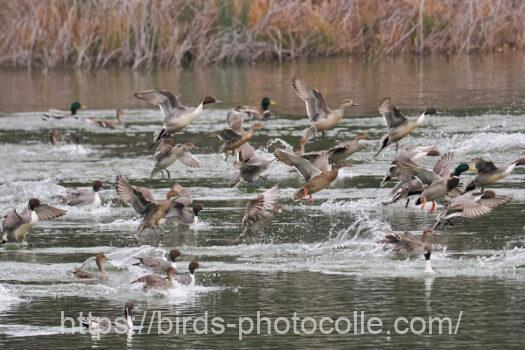 オナガガモ　2024.01.31