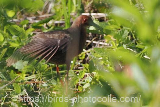 ヒクイナ　2023.6.07