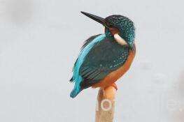 二日連続同じ場所でカワセミ　2026.01.17