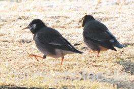 ムクドリ　2026.01.30