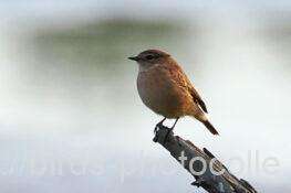 ノビタキ　2025.10.29