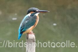 カワセミ 2025.09.19