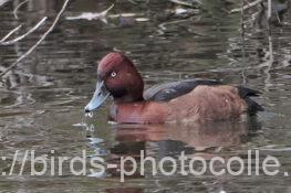 メジロガモ 2024.12.11