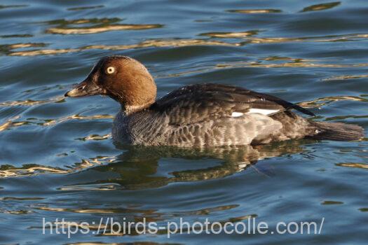 ホオジロガモ　2025.01.25