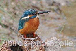 カワセミ　2025.12.03