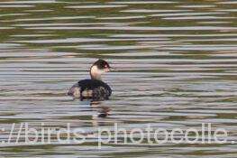 ハジロカイツブリ　2025.11.24