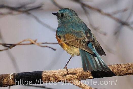 ルリビタキ　2025.02.18