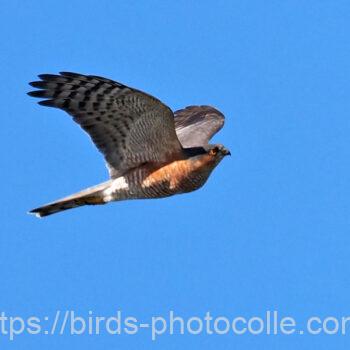 今日３回目の出会いハイタカ　2024.11.09