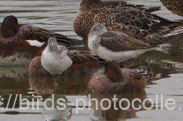 アオアシシギ　2025.10.16