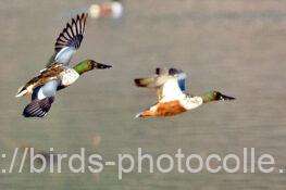 ハシビロガモ　2026.01.17