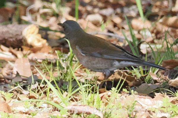 シロハラ　2026.03.24