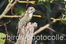 コゲラ　2025.11.15