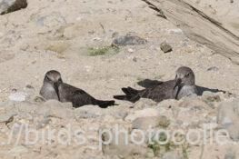 オジロトウネン　2025.09.26