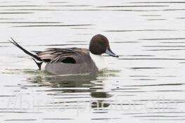 1羽観察オナガガモ　2026.01.07