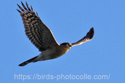 ハイタカ　2024.02.10