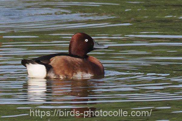 メジロガモ 2025.12.02