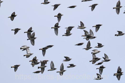 コムクドリ220427-2