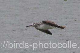 アオアシシギ　2025.10.19