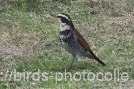 ツグミ　2026.02.27