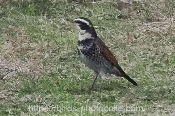 ツグミ　2026.02.27