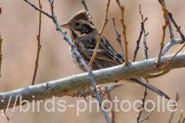 カシラダカ　2026.01.05