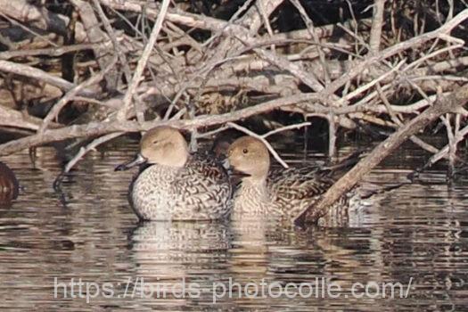 オナガガモ　2024.01.06