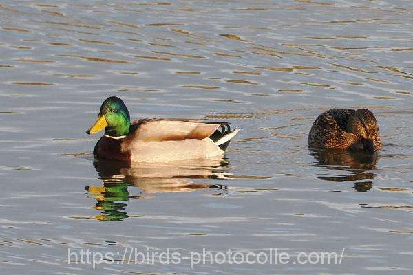 マガモ　2026.01.29