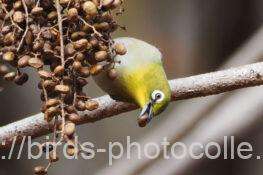 メジロ　2025.12.16