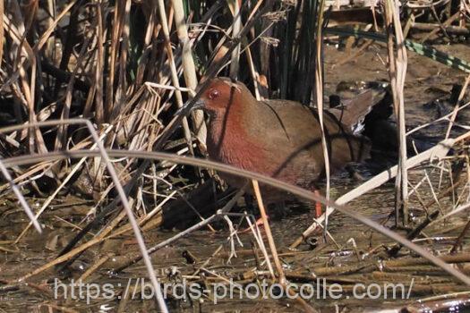 ヒクイナ　2024.02.12