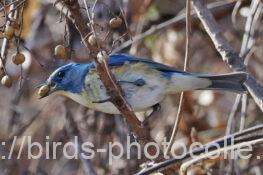 ルリビタキ♂　2026.01.06