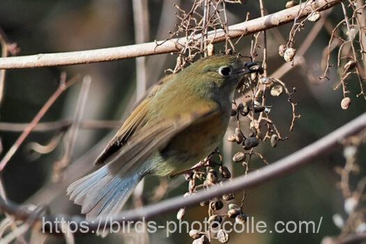 ルリビタキ230105-1