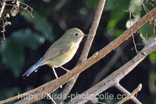 ルリビタキ221210