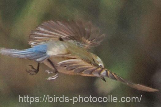 ルリビタキ　2025.03.10