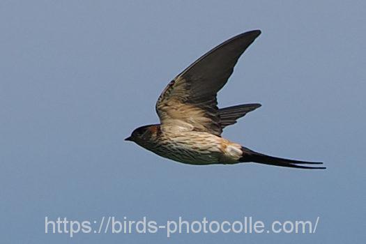 コシアカツバメ220819