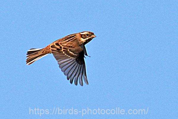 カシラダカ 2026.03.21