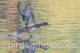 ヒドリガモ　2025.11.30