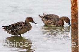 オナガガモ　2025.10.13