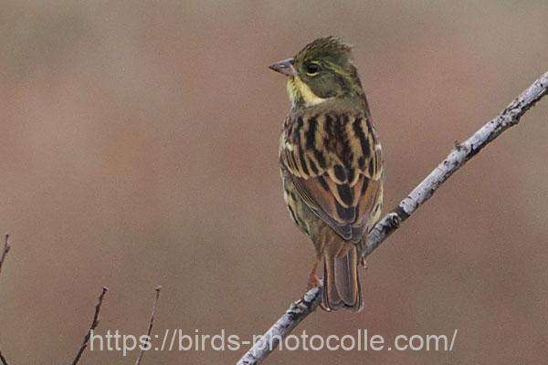 シーズン初アオジ 2025.10.31