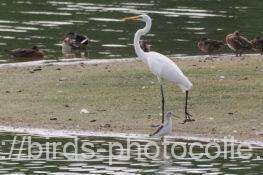 アオアシシギ　2025.10.20