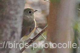 ルリビタキ♀　2026.02.17